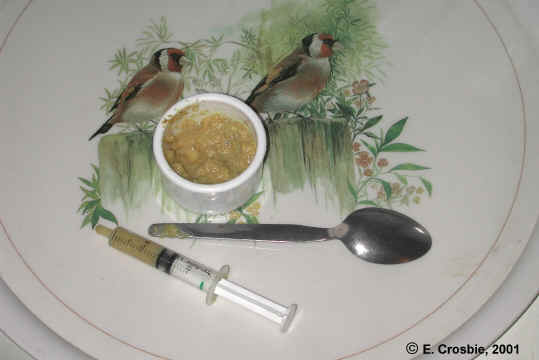 modified syringe and eggfood mix